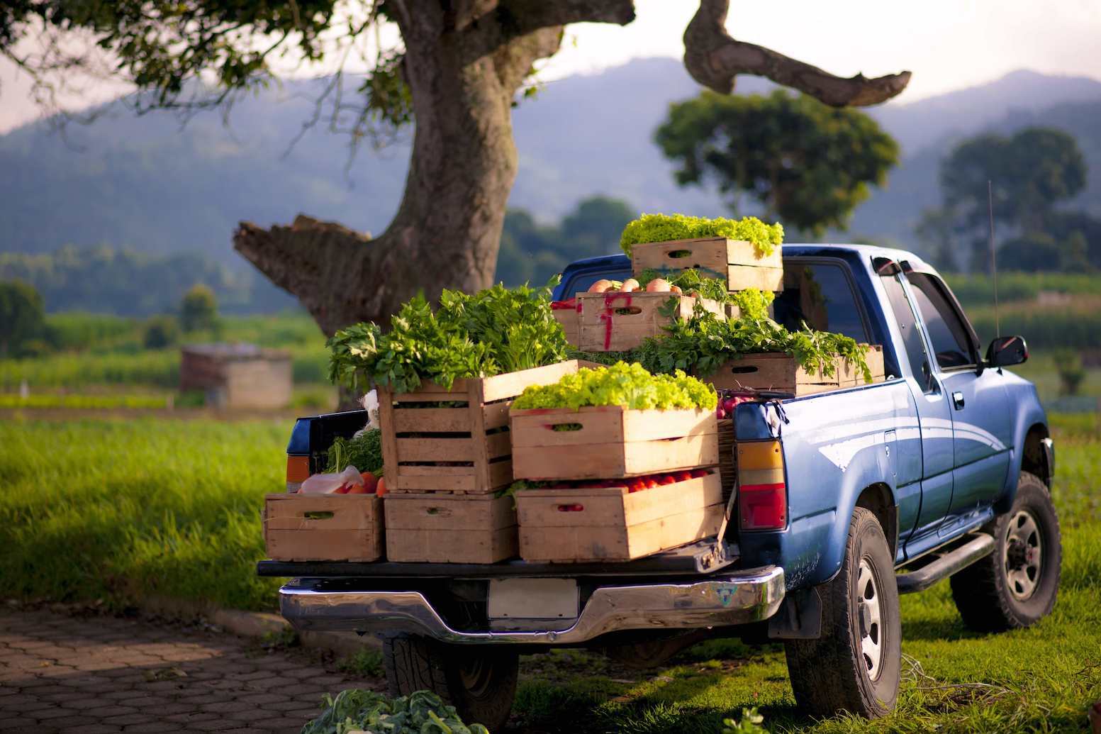 An older blue toyota tacoma with fresh produce in the truck bed